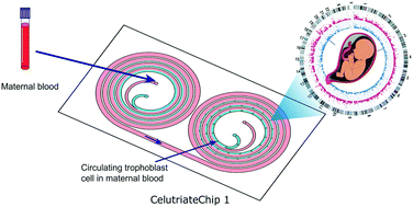 Graphical abstract: Isolation of circulating fetal trophoblasts by a four-stage inertial microfluidic device for single-cell analysis and noninvasive prenatal testing