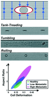 Graphical abstract: Mechanical phenotyping of breast cell lines by in-flow deformation-dependent dynamics under tuneable compressive forces