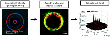 Graphical abstract: Automated fluorescence quantification of extracellular vesicles collected from blood plasma using dielectrophoresis