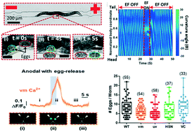 Graphical abstract: Electric egg-laying: a new approach for regulating C. elegans egg-laying behaviour in a microchannel using electric field