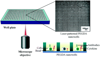 Graphical abstract: Monolithic hydrogel nanowells-in-microwells enabling simultaneous single cell secretion and phenotype analysis