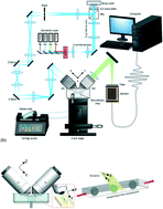 Graphical abstract: Microfluidic channel integrated with a lattice lightsheet microscopic system for continuous cell imaging