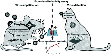 Graphical abstract: A microfluidic impedance-based extended infectivity assay: combining retroviral amplification and cytopathic effect monitoring on a single lab-on-a-chip platform