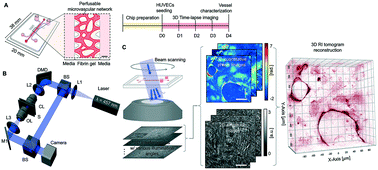 Graphical abstract: Label-free three-dimensional observations and quantitative characterisation of on-chip vasculogenesis using optical diffraction tomography