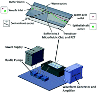 Graphical abstract: A portable sperm cell purification instrument based on continuous flow acoustophoretic separation of sperm cells for on-site forensic sample pretreatment