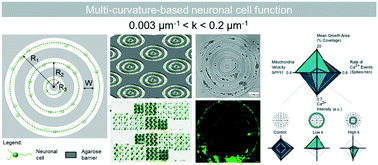 Graphical abstract: Multi-curvature micropatterns unveil distinct calcium and mitochondrial dynamics in neuronal networks