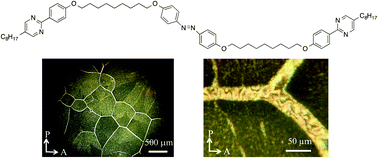 Graphical abstract: Photo-induced guest–host interactions produce grain boundaries between smectic blocks