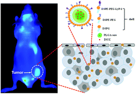 Graphical abstract: Synthesis and characterization of a tumor-seeking LyP-1 peptide integrated lipid–polymer composite nanoparticle