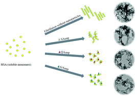 Graphical abstract: Polyphenol capping on a gold nanosurface modulates human serum albumin fibrillation