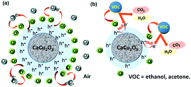 Graphical abstract: Fast and selective detection of volatile organic compounds using a novel pseudo spin-ladder compound CaCu2O3