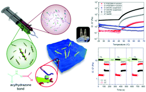 Graphical abstract: Stimuli-responsive hydrogel consisting of hydrazide-functionalized poly(oligo(ethylene glycol)methacrylate) and dialdehyde cellulose nanocrystals