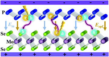 Graphical abstract: A type-II blue phosphorus/MoSe2 van der Waals heterostructure: improved electronic and optical properties via vertical electric field