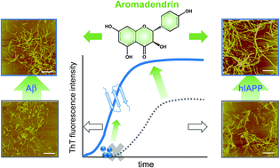 Graphical abstract: Aromadendrin: a dual amyloid promoter to accelerate fibrillization and reduce cytotoxicity of both amyloid-β and hIAPP