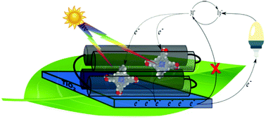 Graphical abstract: Emulating photosynthetic processes with light harvesting synthetic protein (maquette) assemblies on titanium dioxide