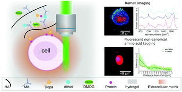 Graphical abstract: Complementary techniques to analyse pericellular matrix formation by human MSC within hyaluronic acid hydrogels