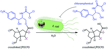 Graphical abstract: Harnessing the surface chemistry of methyl ester functionalized polydicyclopentadiene and exploring surface bioactivity