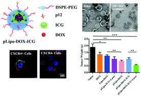 Graphical abstract: Novel peptide-directed liposomes for targeted combination therapy of breast tumors