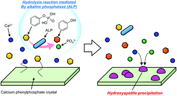 Graphical abstract: Behaviour of calcium phosphate ester salts in a simulated body fluid modified with alkaline phosphatase: a new concept of ceramic biomaterials