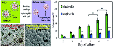 Graphical abstract: High-throughput fabrication of hepatic cell clusteroids with enhanced growth and functionality for tissue engineering applications