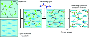 Graphical abstract: Structure-regulated tough elastomers of liquid crystalline inorganic nanosheet/polyurethane nanocomposites