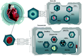 Graphical abstract: Nanomaterials modulating stem cell behavior towards cardiovascular cell lineage