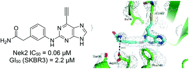 Graphical abstract: 2-Arylamino-6-ethynylpurines are cysteine-targeting irreversible inhibitors of Nek2 kinase