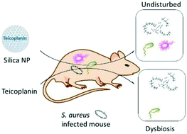 Graphical abstract: Antibiotic administration in targeted nanoparticles protects the faecal microbiota of mice