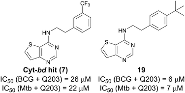 Graphical abstract: Structure guided generation of thieno[3,2-d]pyrimidin-4-amine Mycobacterium tuberculosis bd oxidase inhibitors
