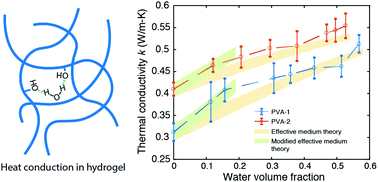 Graphical abstract: Dynamic intermolecular interactions through hydrogen bonding of water promote heat conduction in hydrogels