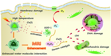 Graphical abstract: CuO dot-decorated Cu@Gd2O3 core–shell hierarchical structure for Cu(i) self-supplying chemodynamic therapy in combination with MRI-guided photothermal synergistic therapy