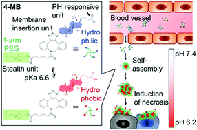 Graphical abstract: Cancer-microenvironment triggered self-assembling therapy with molecular blocks