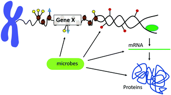 Graphical abstract: Multi-omics data integration considerations and study design for biological systems and disease