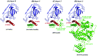 Graphical abstract: Context contribution to the intermolecular recognition of human ACE2-derived peptides by SARS-CoV-2 spike protein: implications for improving the peptide affinity but not altering the peptide specificity by optimizing indirect readout