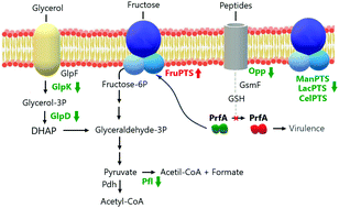 Graphical abstract: Proteomic analysis of Listeria monocytogenes exposed to free and nanostructured antimicrobial lipopeptides