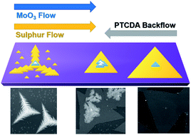 Graphical abstract: Influence of organic promoter gradient on the MoS2 growth dynamics