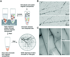 Graphical abstract: Chromatin hierarchical branching visualized at the nanoscale by electron microscopy