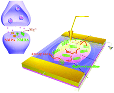 Graphical abstract: Mixed receptors of AMPA and NMDA emulated using a ‘Polka Dot’-structured two-dimensional conjugated polymer-based artificial synapse