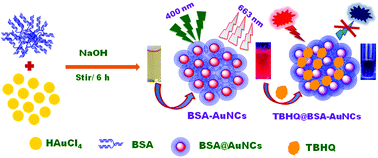 Graphical abstract: Ultra-sensitive and selective determination of a phenolic food additive using protein capped gold nanoclusters: a dual in-line fluorometric and colorimetric sensing probe