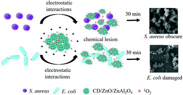 Graphical abstract: Synthesis of carbon dot-ZnO-based nanomaterials for antibacterial application