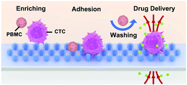 Graphical abstract: Antibody-free isolation and regulation of adherent cancer cells via hybrid branched microtube-sandwiched hydrodynamic system