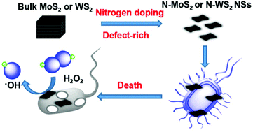 Graphical abstract: A two-step gas/liquid strategy for the production of N-doped defect-rich transition metal dichalcogenide nanosheets and their antibacterial applications