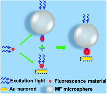 Graphical abstract: Fluorescence enhancement based on cooperative effects of a photonic nanojet and plasmon resonance