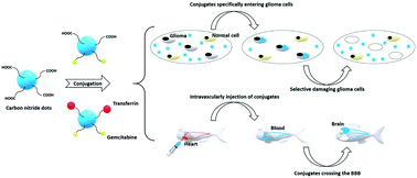 Graphical abstract: Pediatric glioblastoma target-specific efficient delivery of gemcitabine across the blood–brain barrier via carbon nitride dots