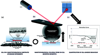 Graphical abstract: Adhesion force spectroscopy with nanostructured colloidal probes reveals nanotopography-dependent early mechanotransductive interactions at the cell membrane level