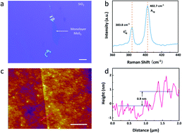 Graphical abstract: Gate-tunable trion binding energy in monolayer MoS2 with plasmonic superlattice