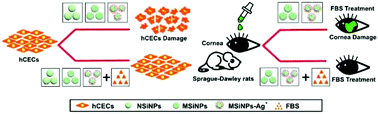 Graphical abstract: Toxicity and mechanism of mesoporous silica nanoparticles in eyes