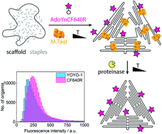 Graphical abstract: Label as you fold: methyltransferase-assisted functionalization of DNA nanostructures