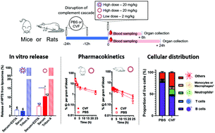 Graphical abstract: Role of the complement cascade in the biological fate of liposomes in rodents