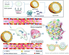 Graphical abstract: Tumor cellular membrane camouflaged liposomes as a non-invasive vehicle for genes: specific targeting toward homologous gliomas and traversing the blood–brain barrier