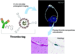 Graphical abstract: Thrombo-tag, an in vivo formed nanotracer for the detection of thrombi in mice by fast pre-targeted molecular imaging